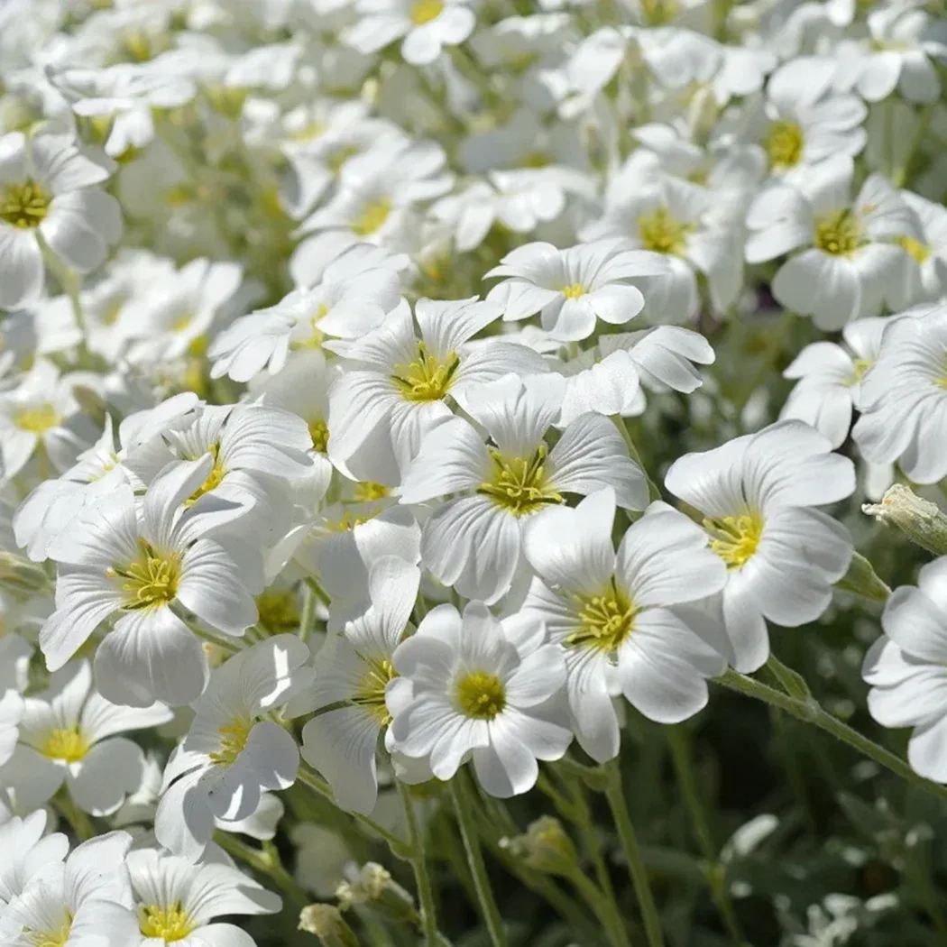 SNOW IN SUMMER-Perennial flower Seeds