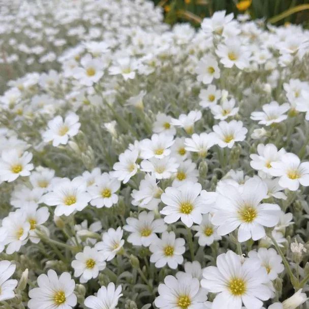 SNOW IN SUMMER-Perennial flower Seeds