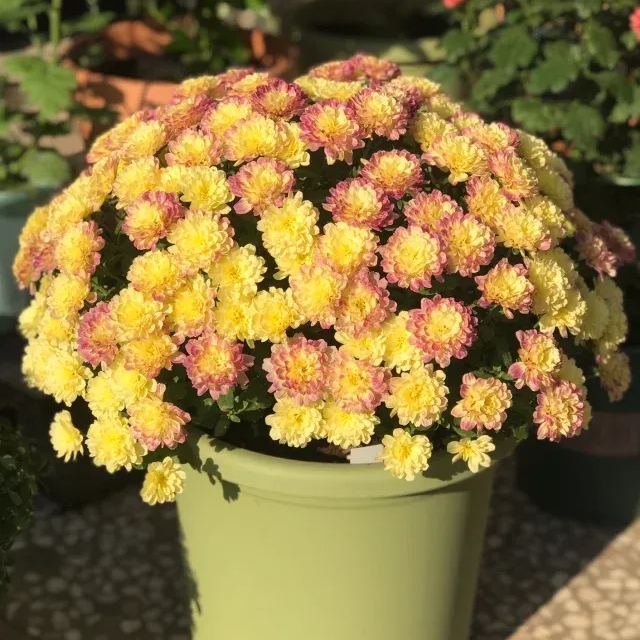Perennial Mixed Color Candy Chrysanthemum Seeds