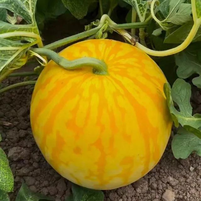 Golden Crisp Watermelon Seeds