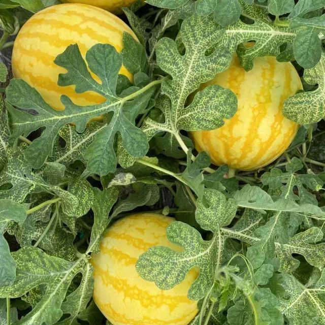 Golden Crisp Watermelon Seeds