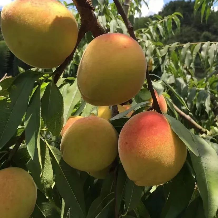 Red Heart Yellow Peach Seeds