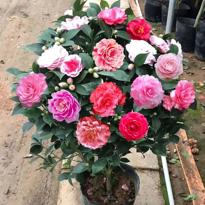 The Five-Color Red Camellia Seeds
