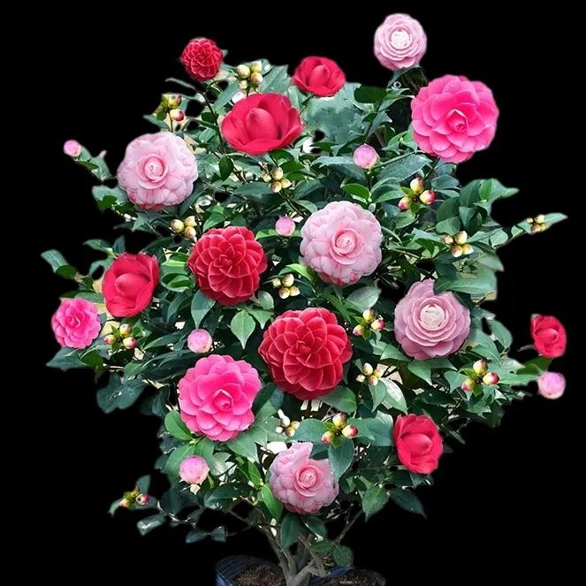 The Five-Color Red Camellia Seeds