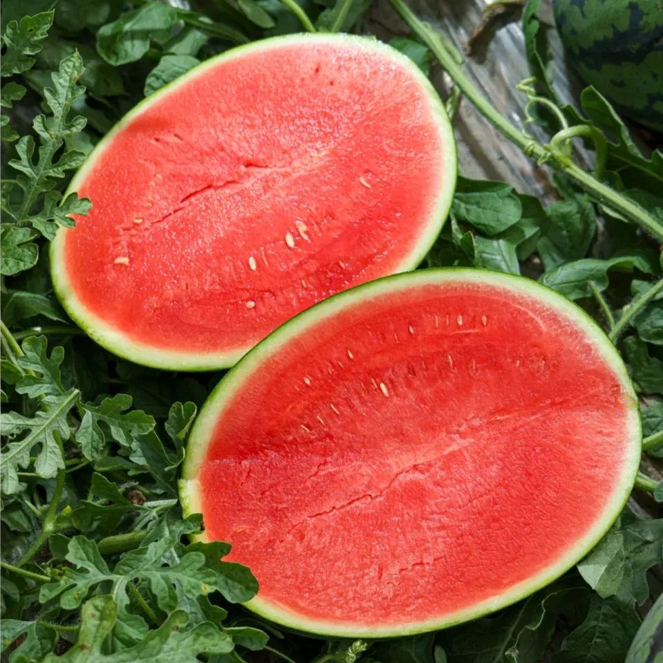 4K Watermelon Seeds, Standing God Watermelon Seeds
