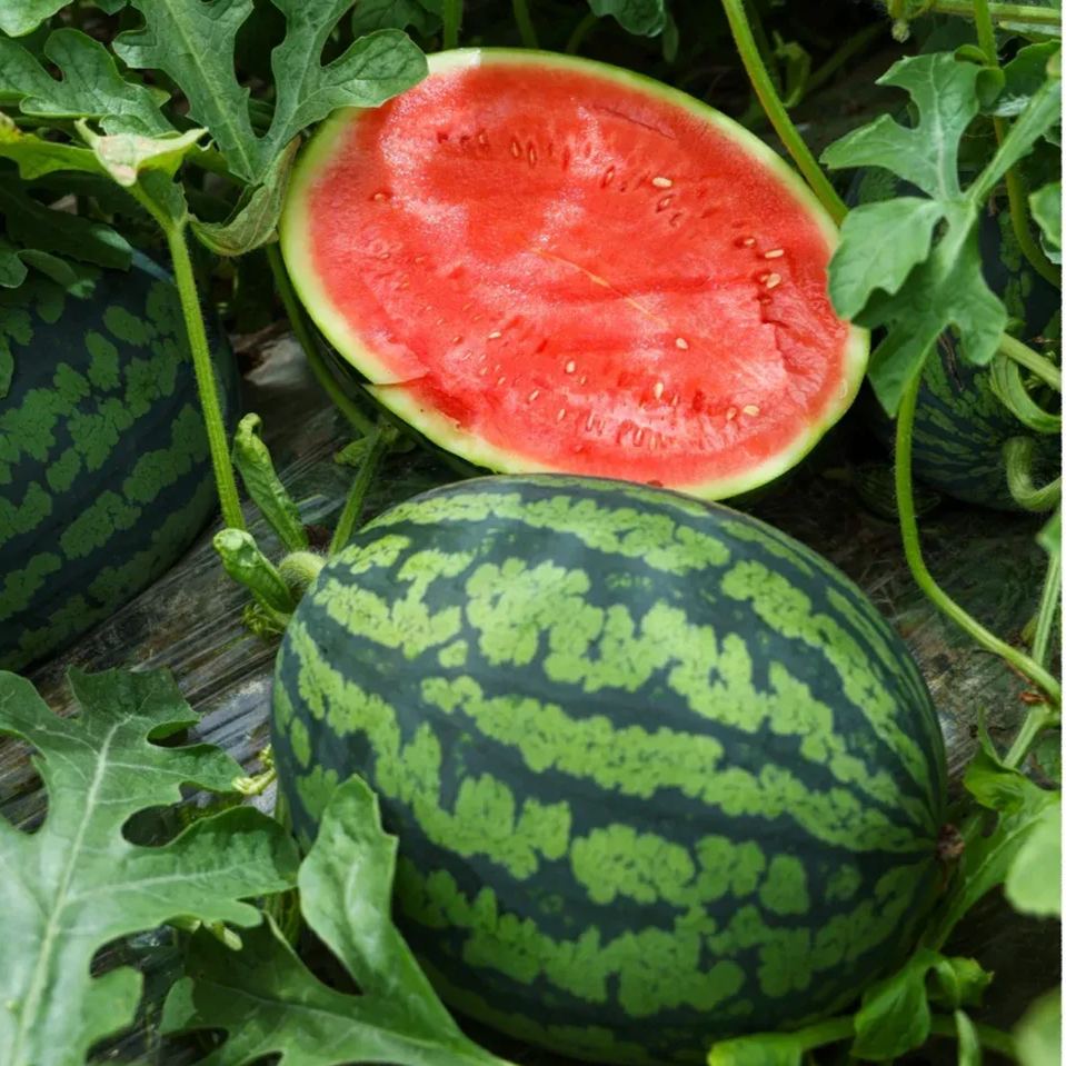 4K Watermelon Seeds, Standing God Watermelon Seeds