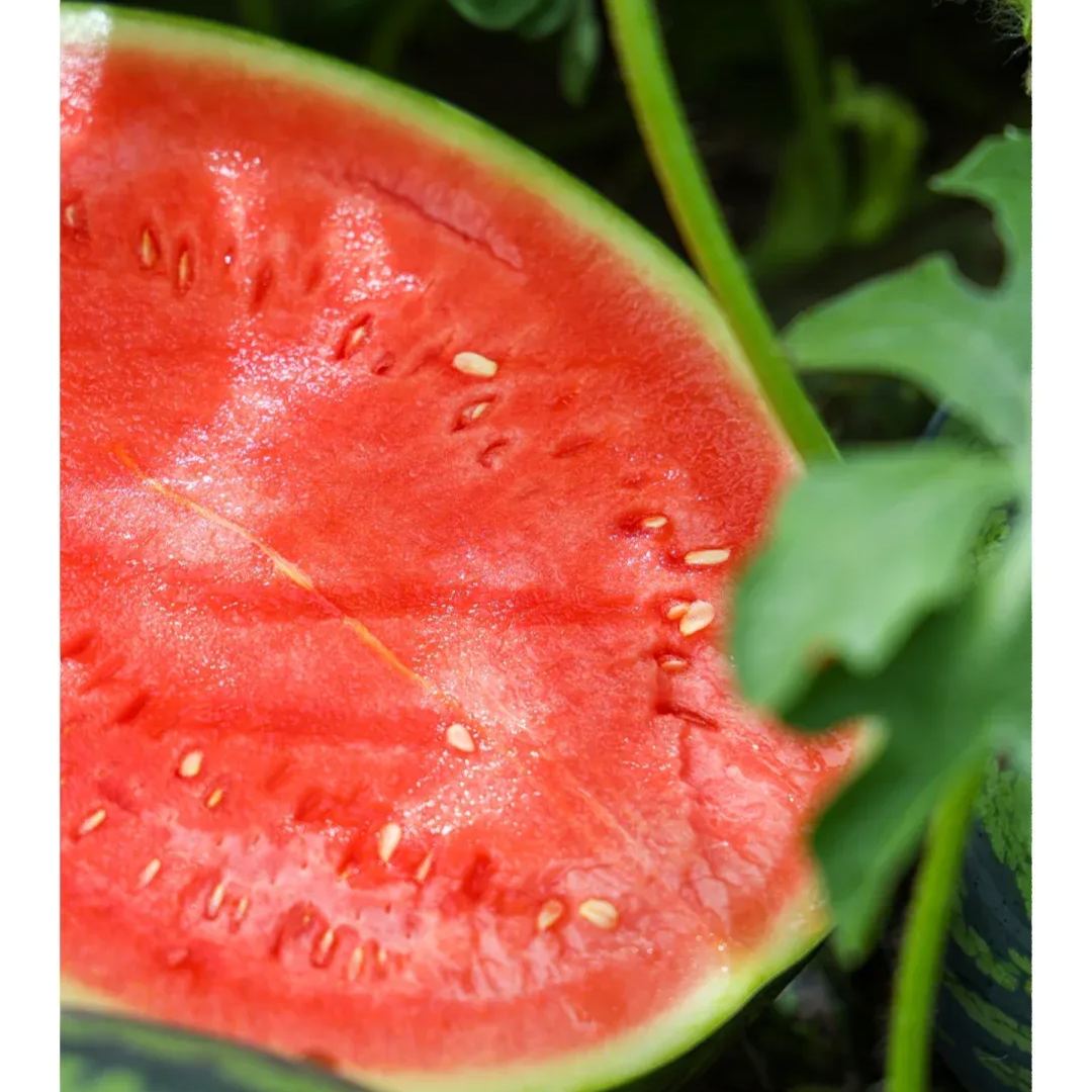 4K Watermelon Seeds, Standing God Watermelon Seeds