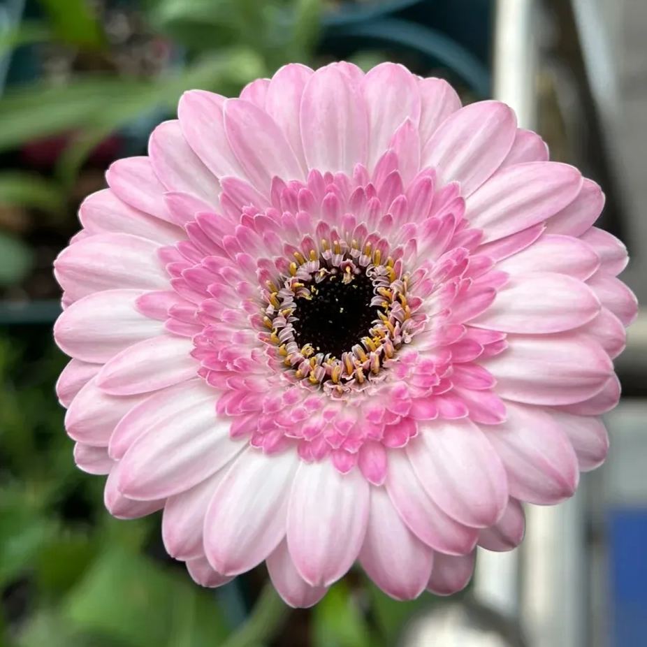 Gerbera Daisy Seeds