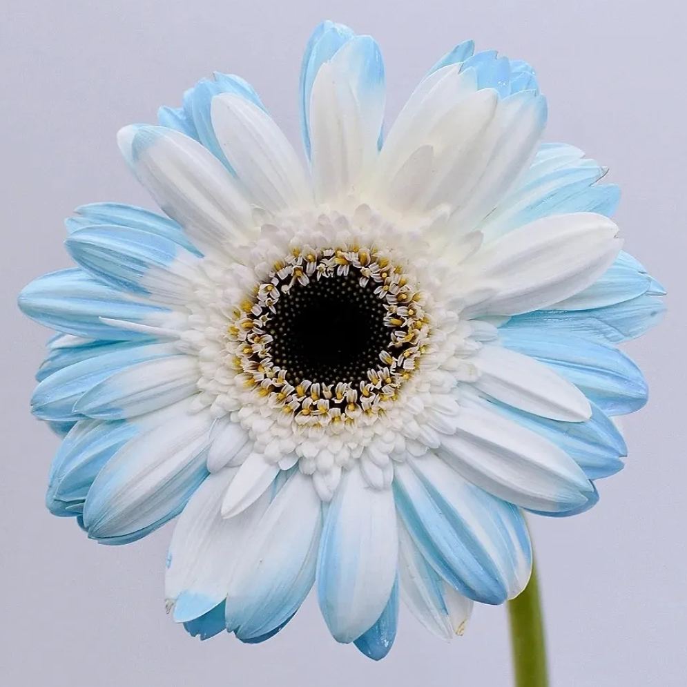 Gerbera Daisy Seeds