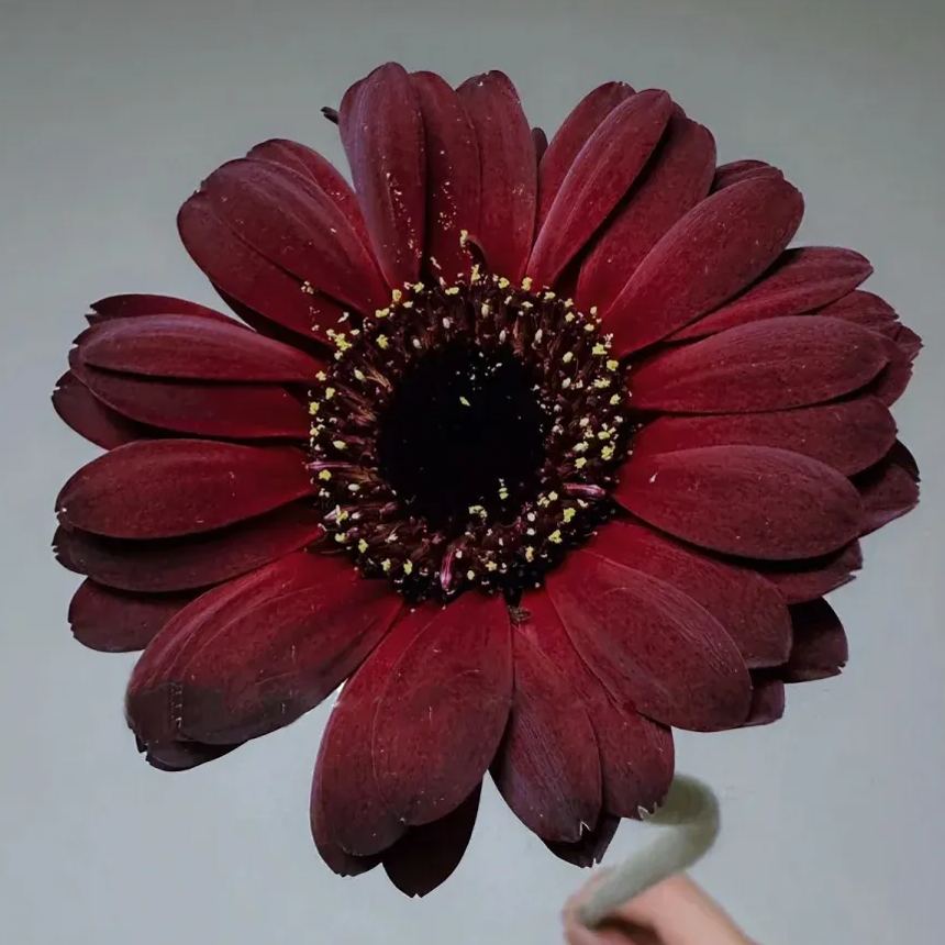 Gerbera Daisy Seeds