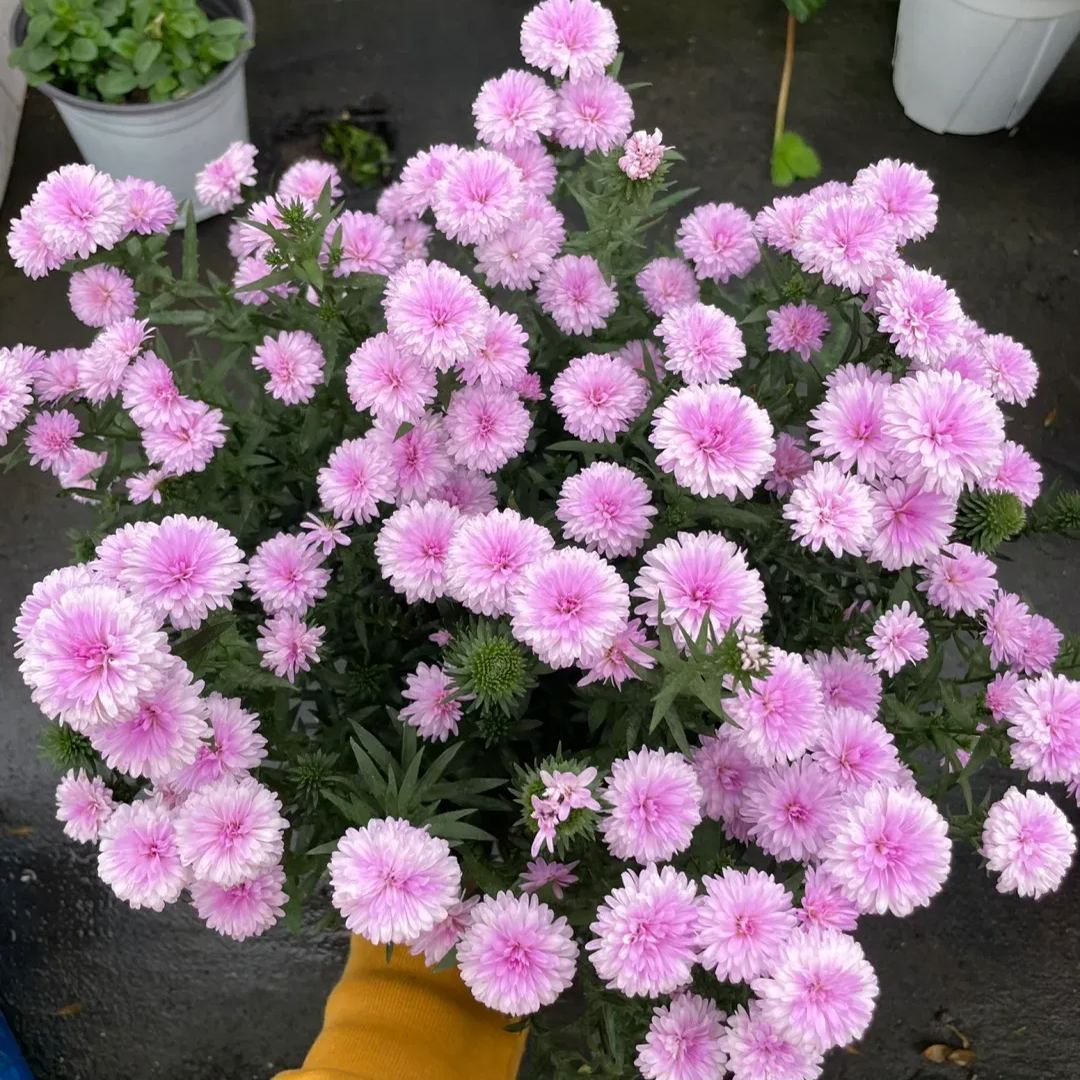 Aster Flower, China Aster Flower