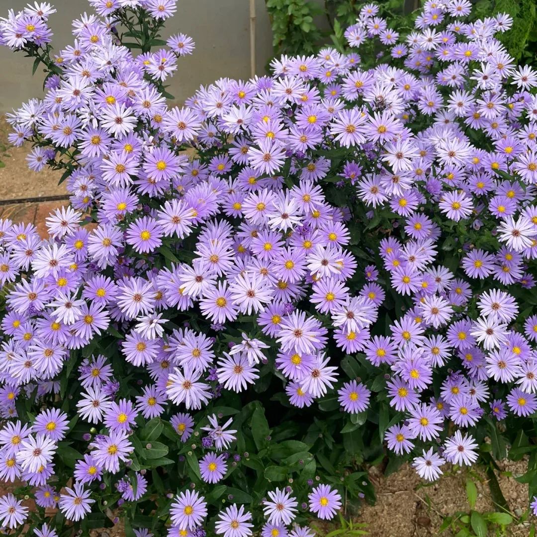 Aster Flower, China Aster Flower