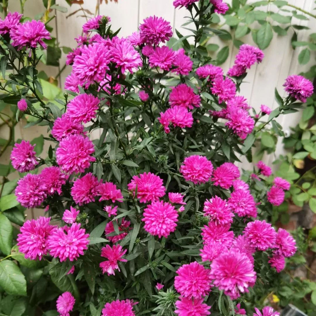 Aster Flower, China Aster Flower
