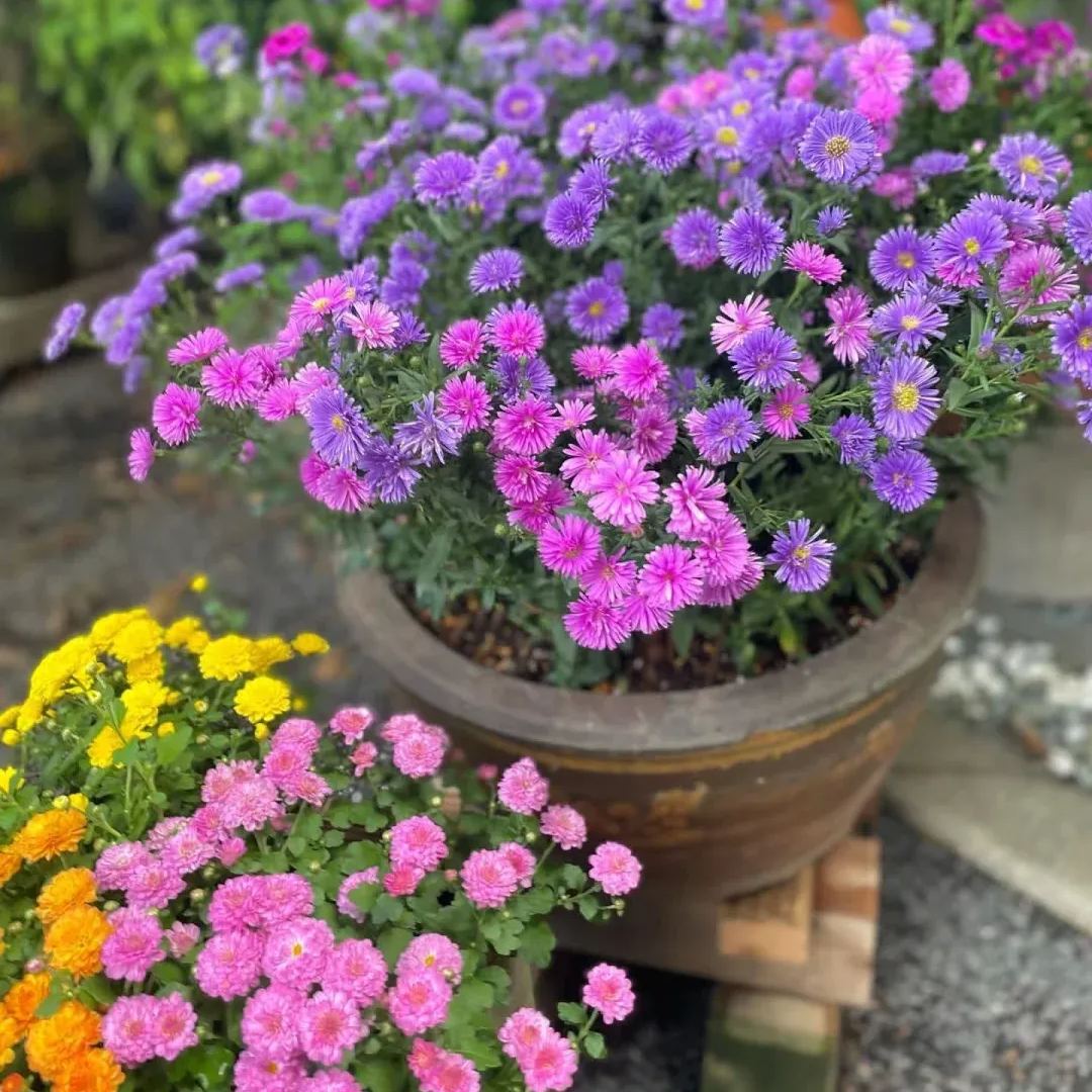 Aster Flower, China Aster Flower