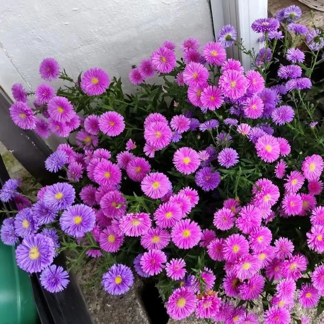 Aster Flower, China Aster Flower