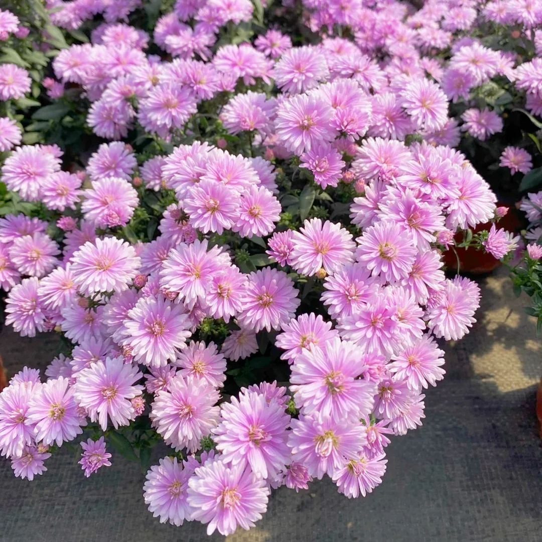 Aster Flower, China Aster Flower
