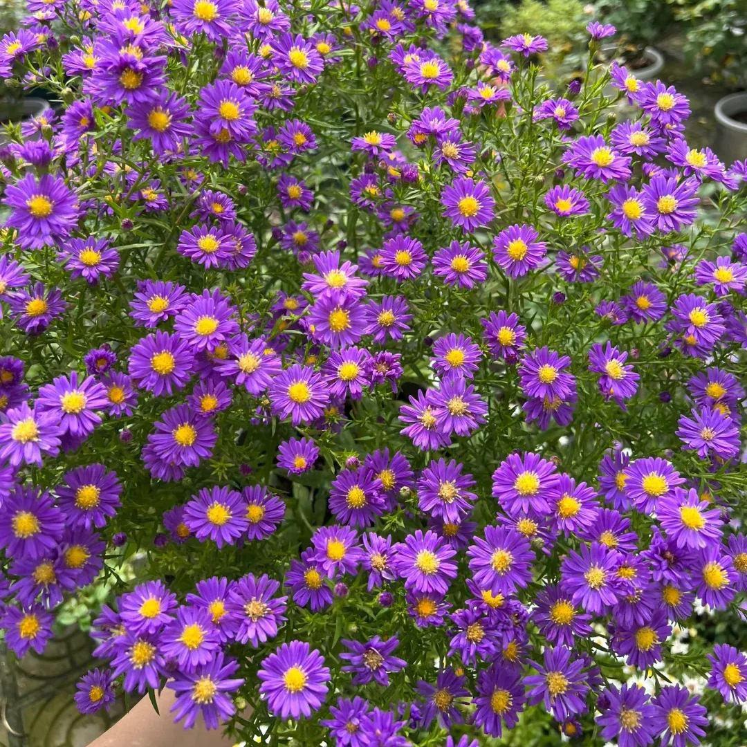 Aster Flower, China Aster Flower