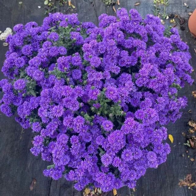 Aster Flower, China Aster Flower