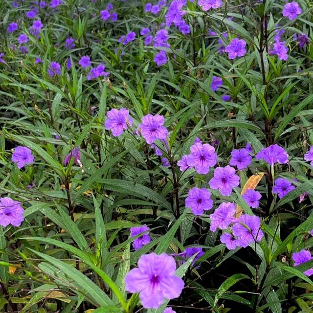 Wild Petunia (Ruellia humilis)