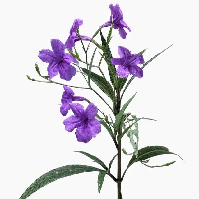 Wild Petunia (Ruellia humilis)