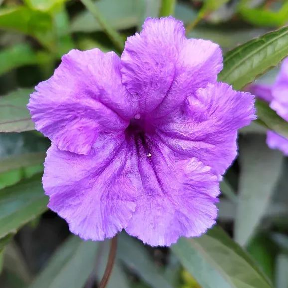 Wild Petunia (Ruellia humilis)