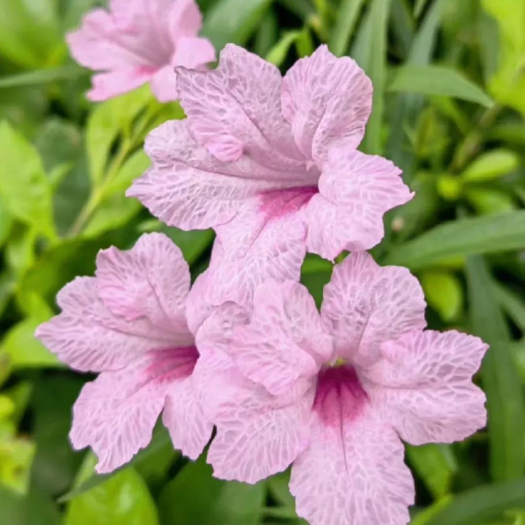 Wild Petunia (Ruellia humilis)