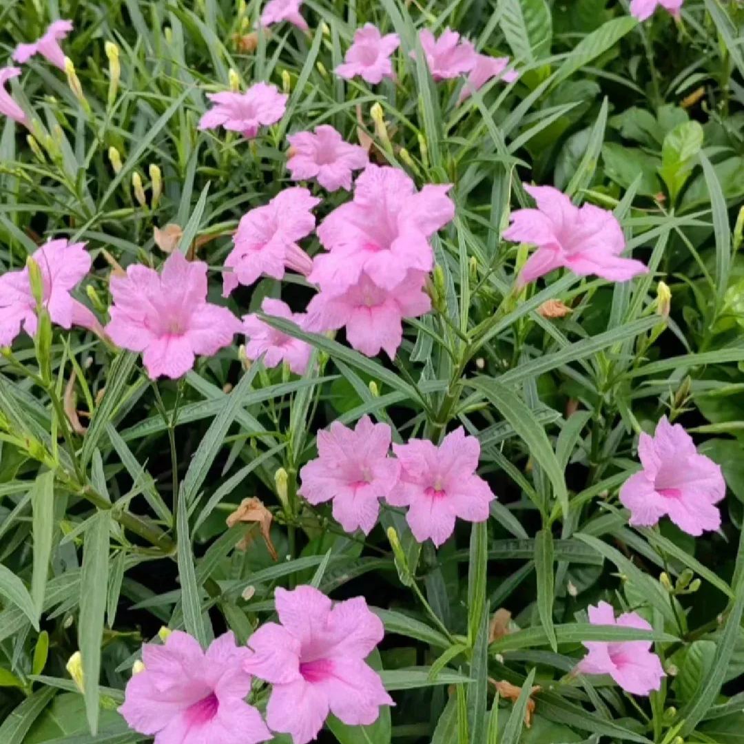 Wild Petunia (Ruellia humilis)