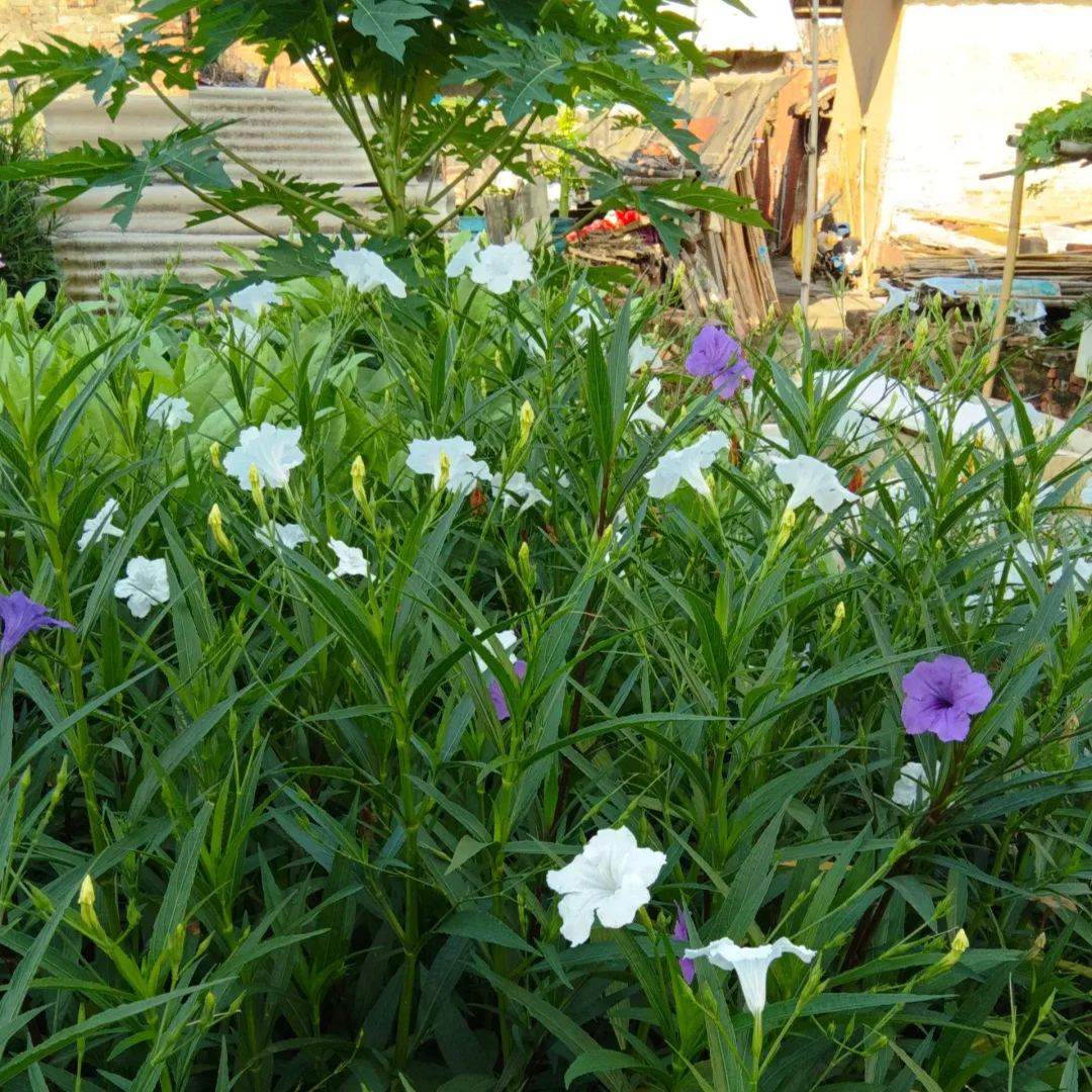 Wild Petunia (Ruellia humilis)
