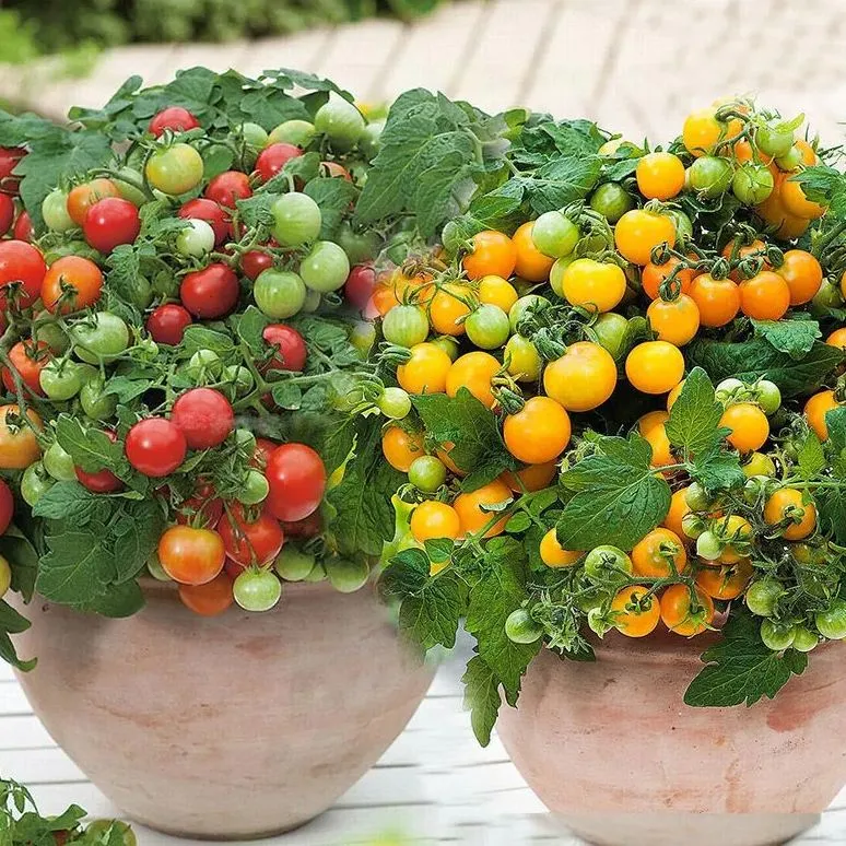 Four Seasons Cherry Tomatoes, Dwarf Tomatoes Seeds