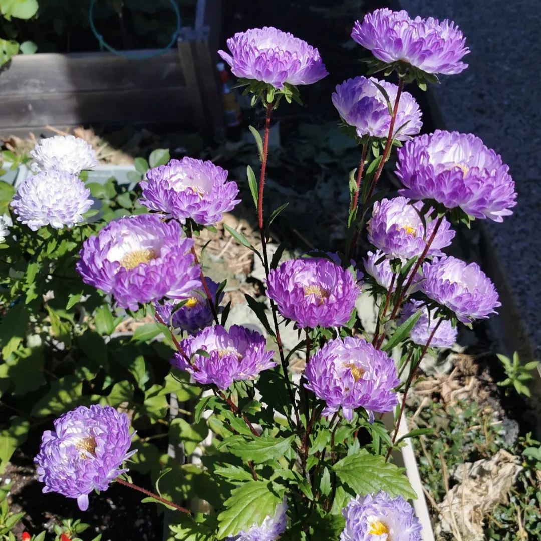 Aster Duchess Blue Ice Seeds