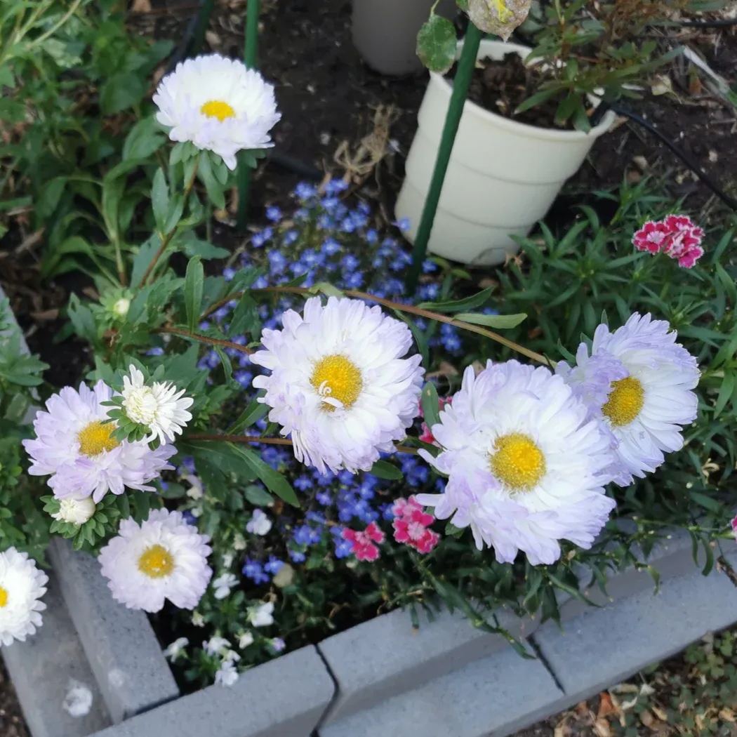 Aster Duchess Blue Ice Seeds