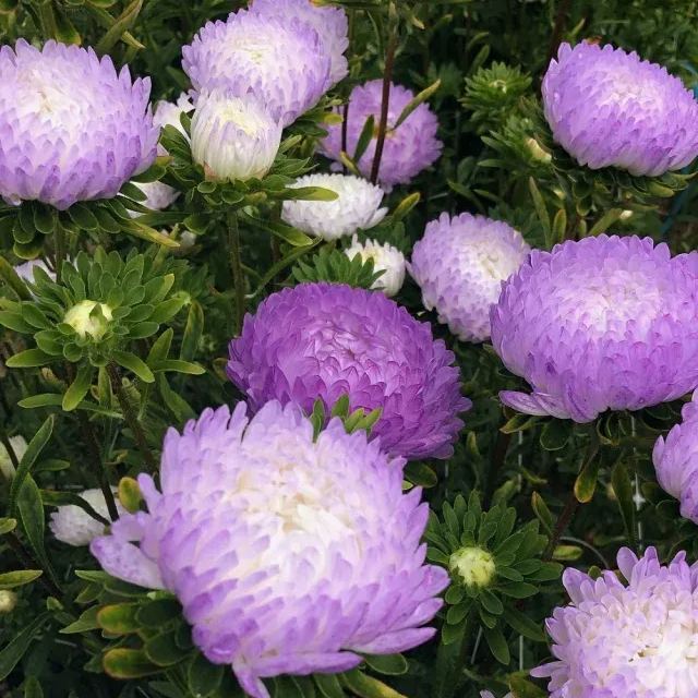 Aster Duchess Blue Ice Seeds