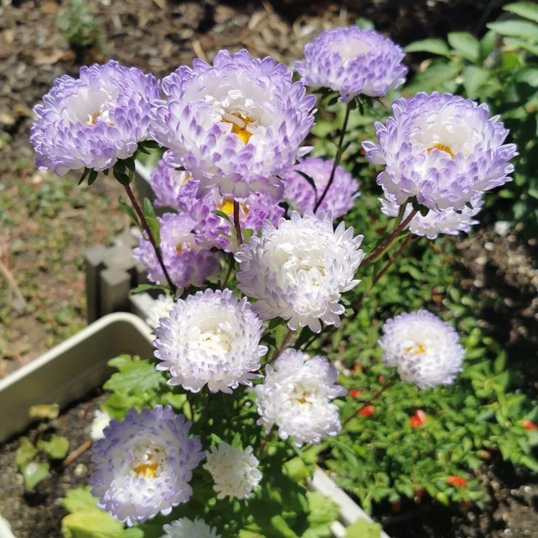 Aster Duchess Blue Ice Seeds