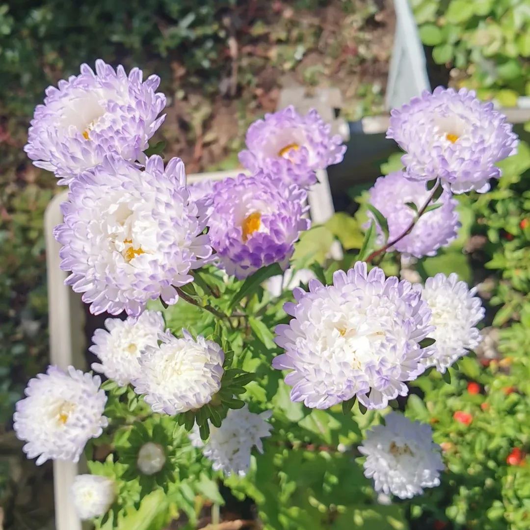 Aster Duchess Blue Ice Seeds