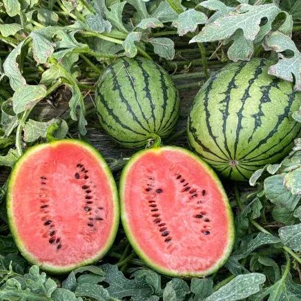 thin skin 2K Mini Watermelons Seeds