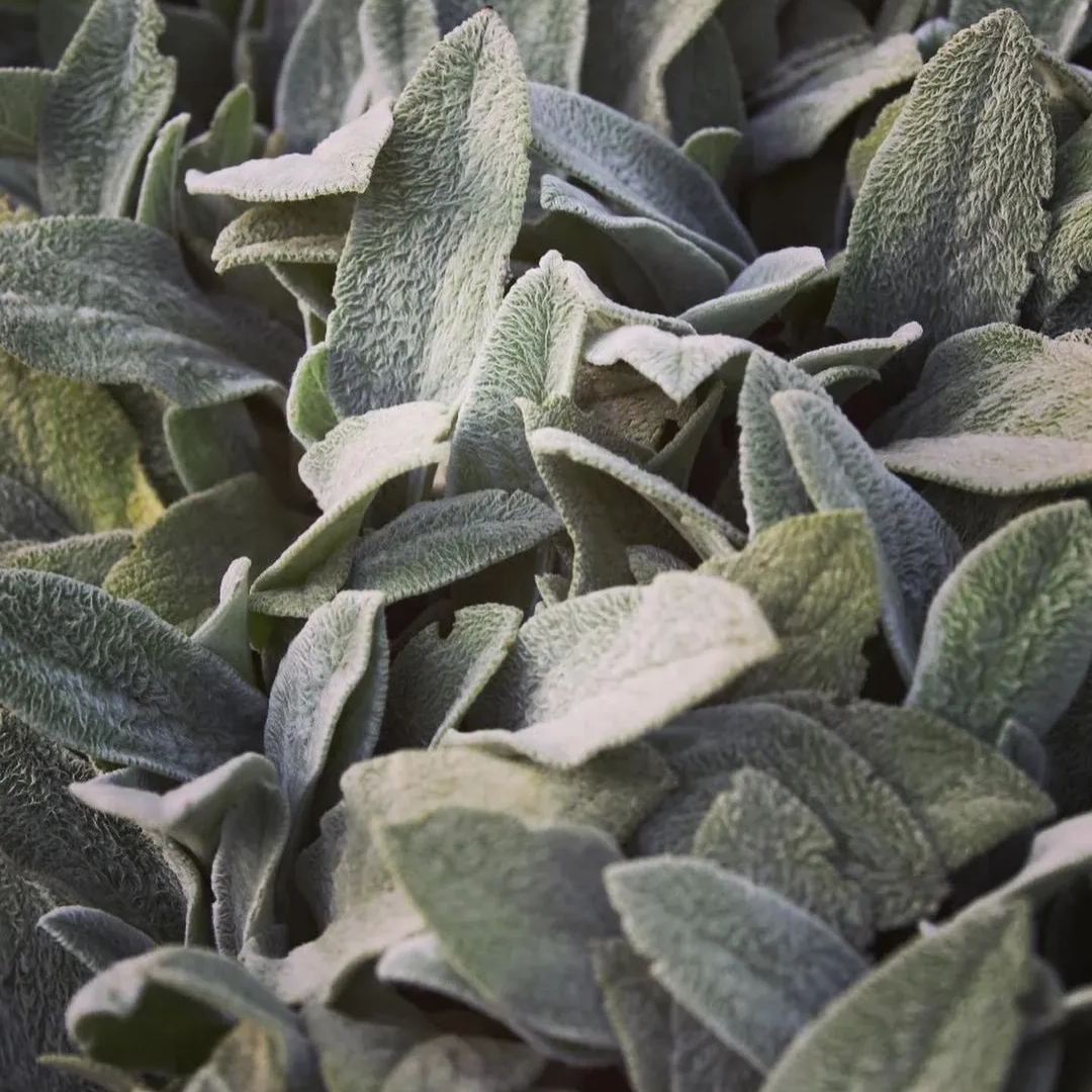 Lamb's Ear Seeds