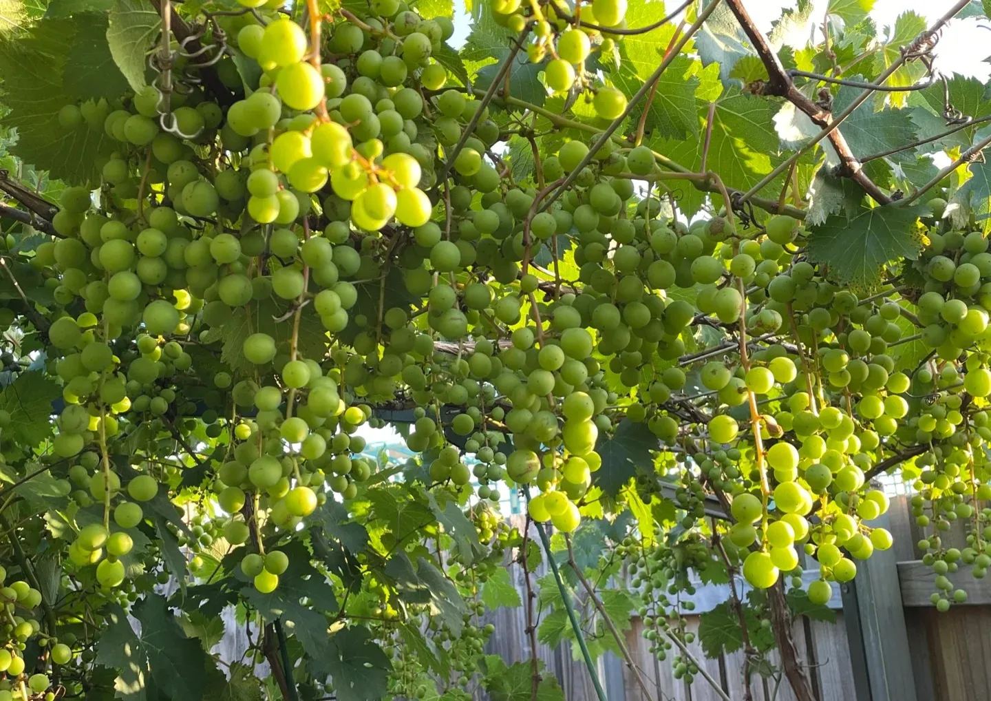 Kyoho Grapes Seeds