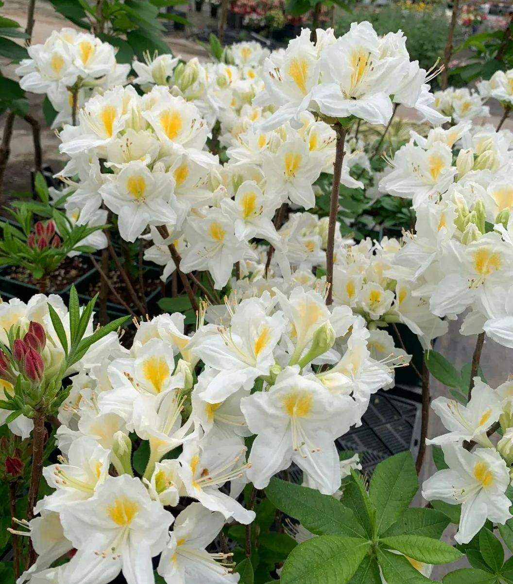 Deciduous Rhododendron