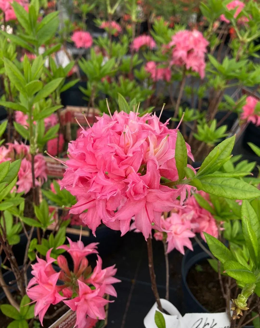 Deciduous Rhododendron