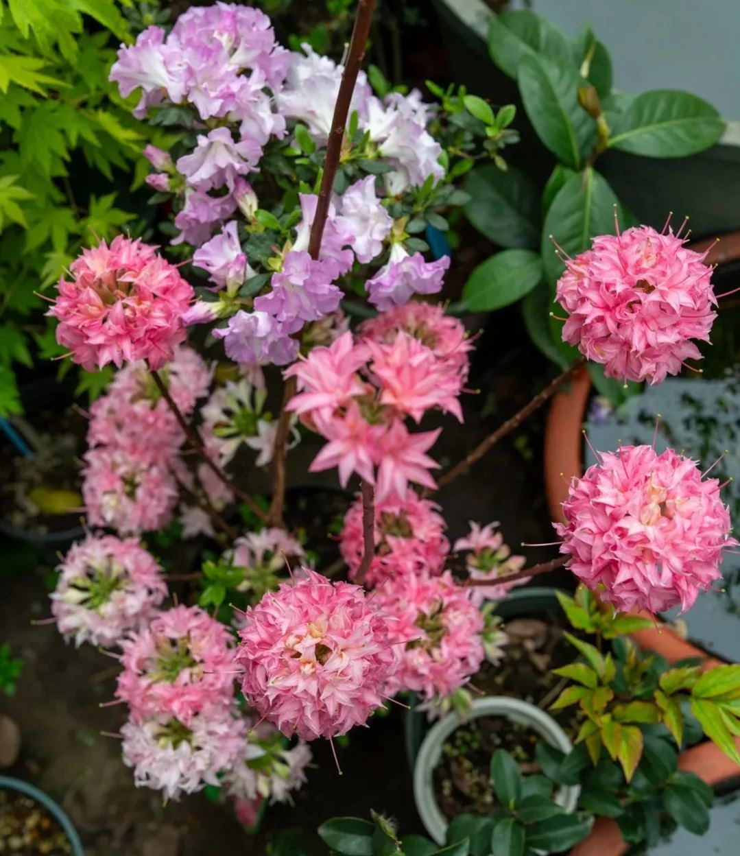 Deciduous Rhododendron