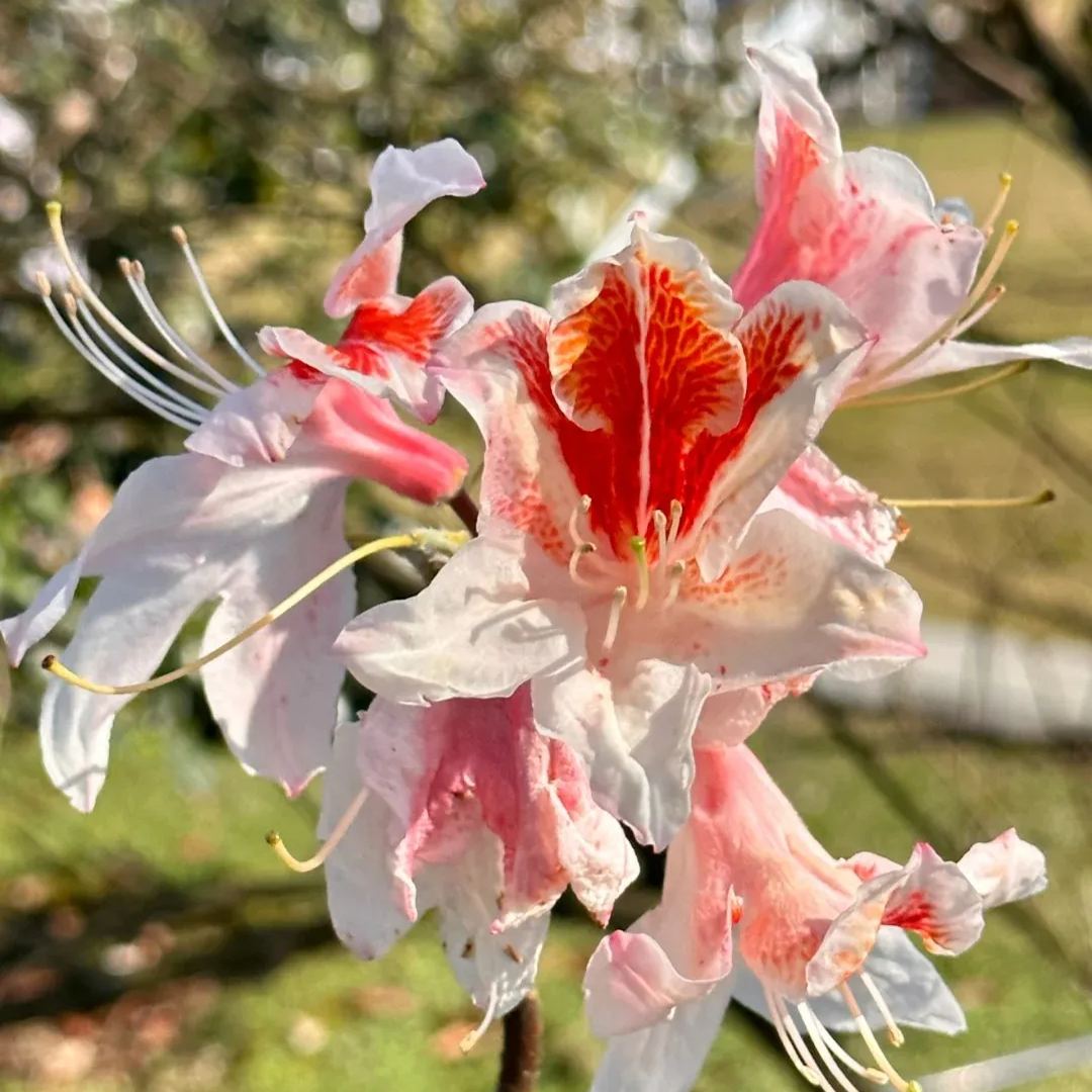 Deciduous Rhododendron