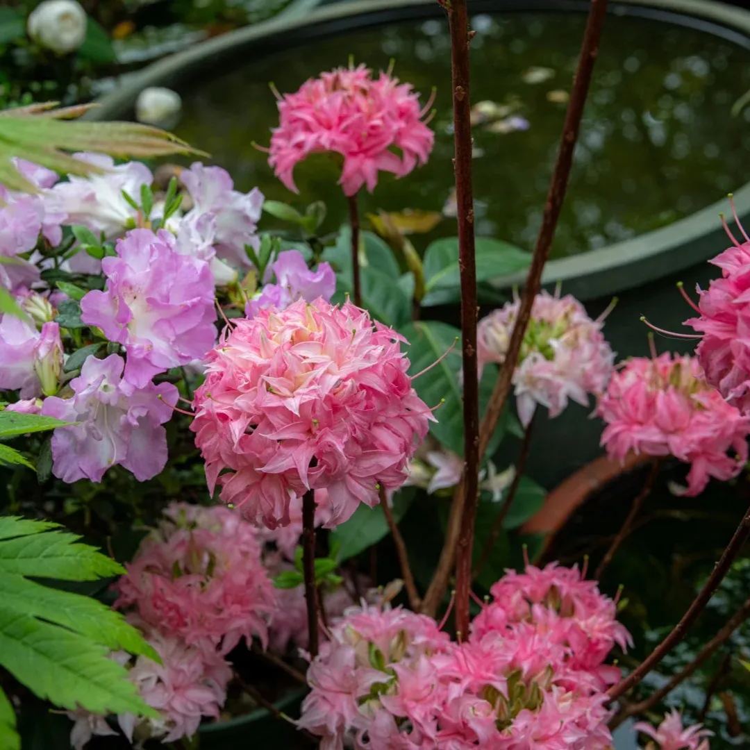 Deciduous Rhododendron