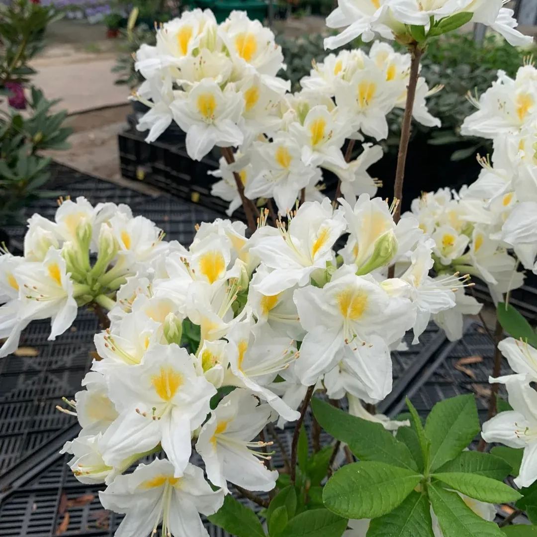 Deciduous Rhododendron