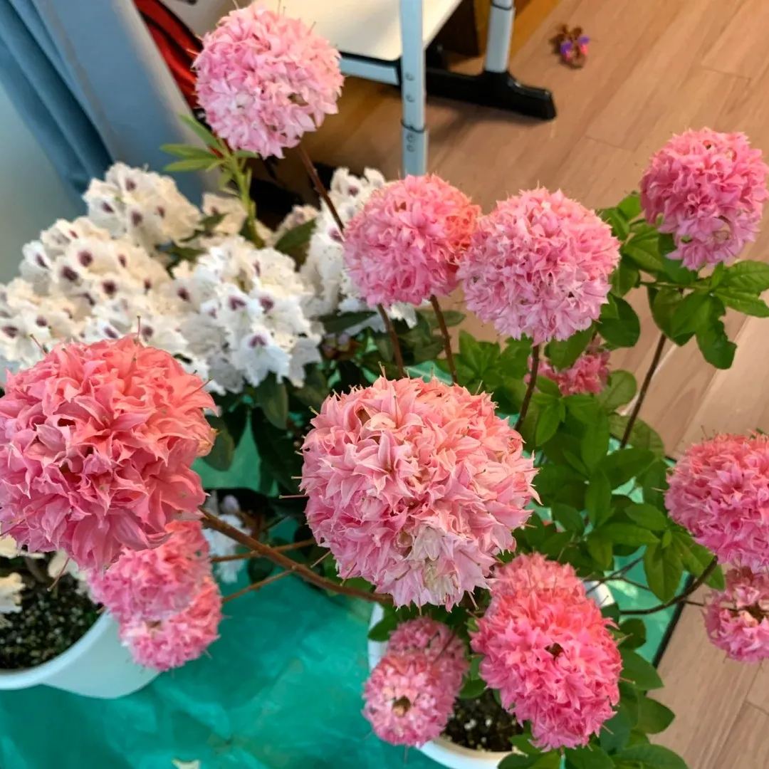 Deciduous Rhododendron