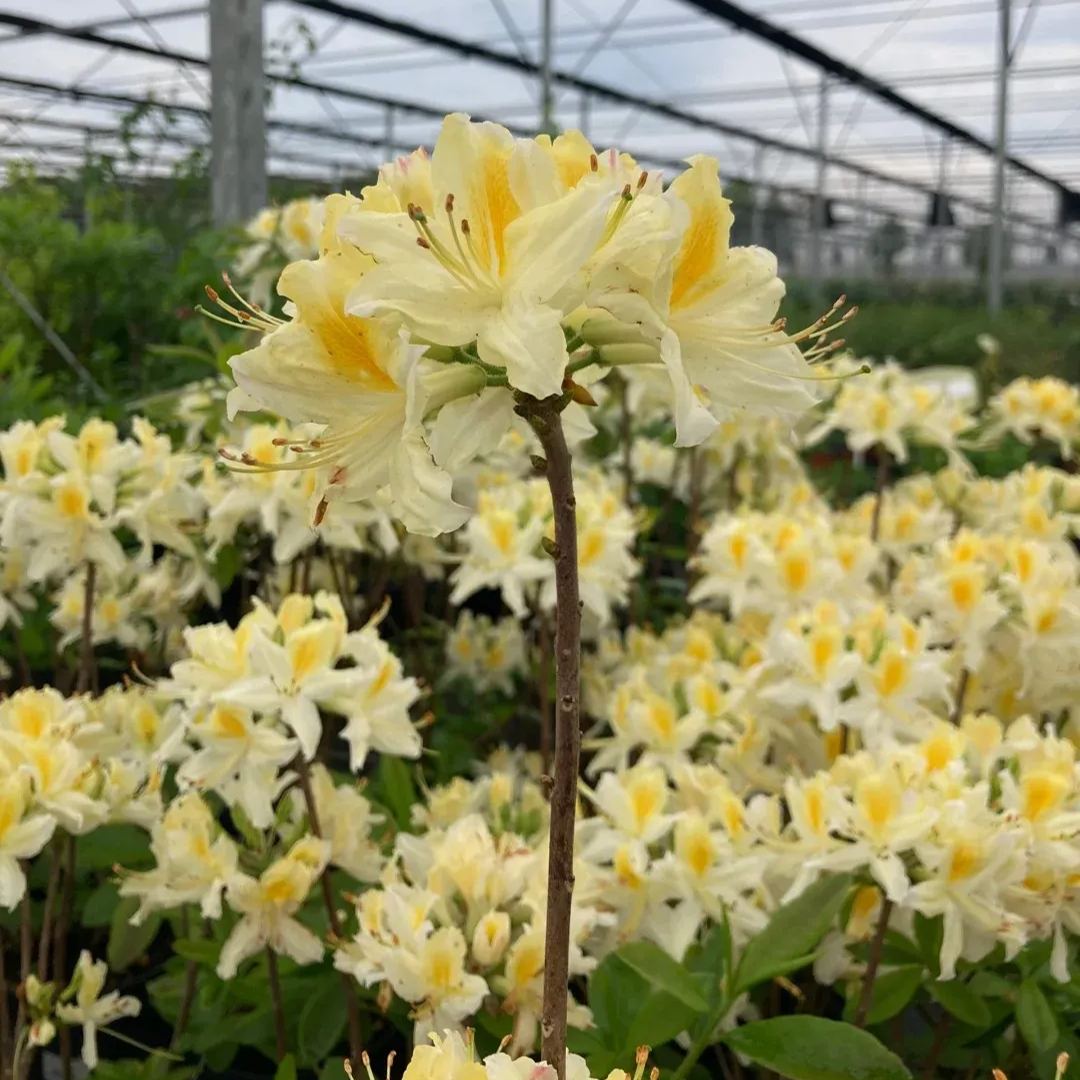 Deciduous Rhododendron