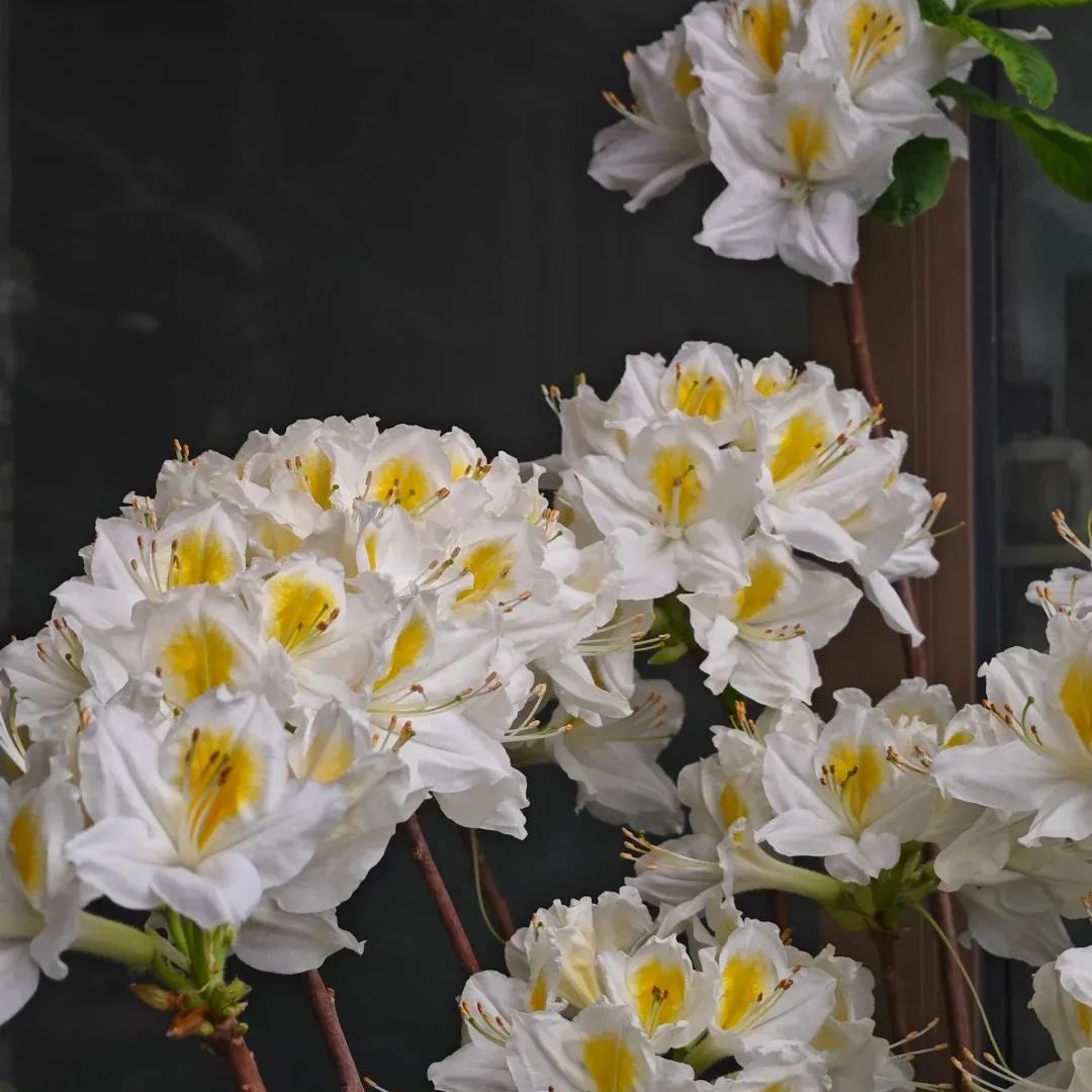 Deciduous Rhododendron