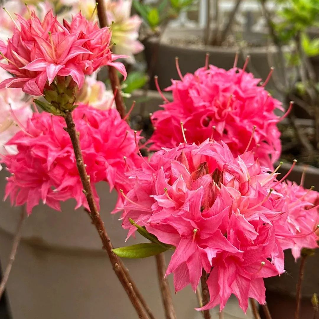 Deciduous Rhododendron
