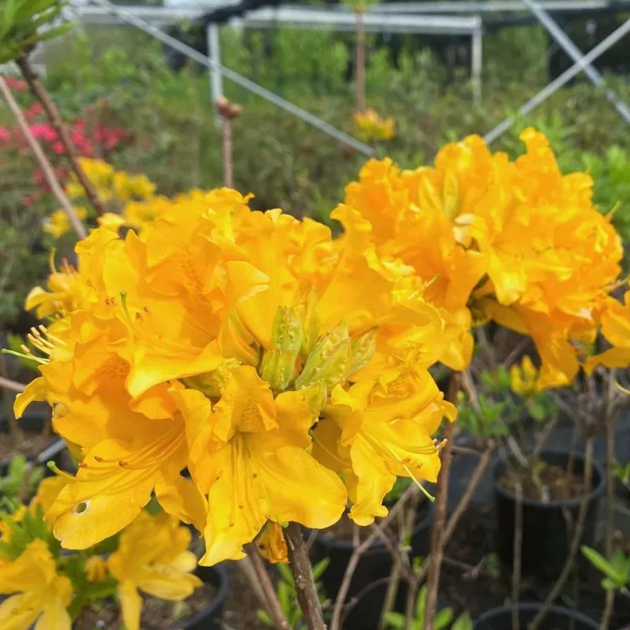 Deciduous Rhododendron