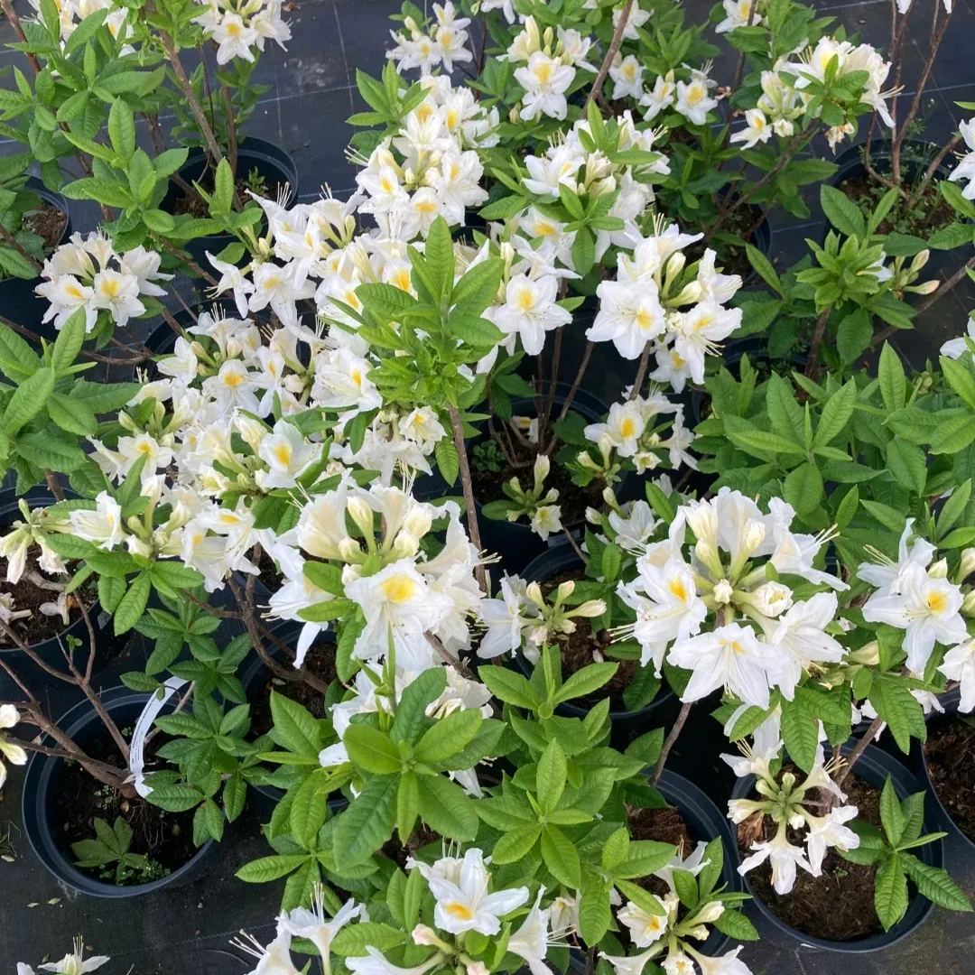 Deciduous Rhododendron