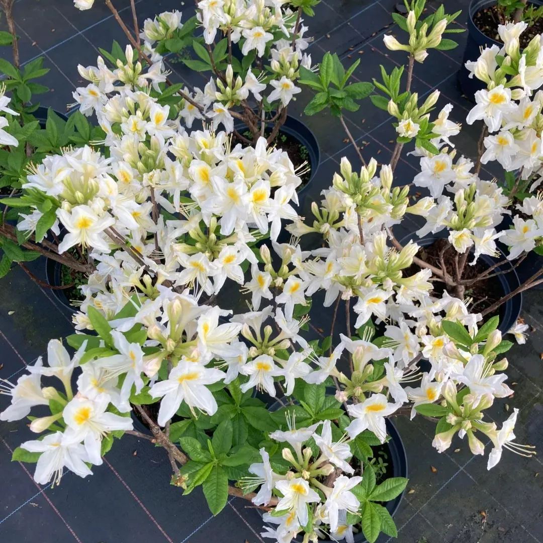Deciduous Rhododendron